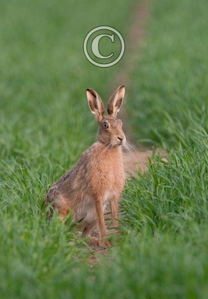 Brown Hare 2 DMO244